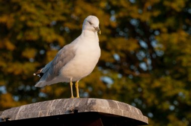 Martı yakın portre kadar 