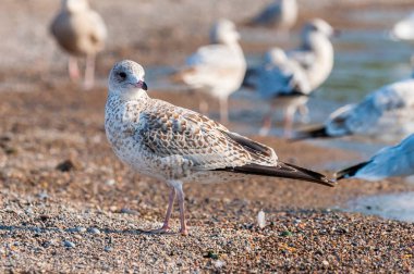 Martı yakın portre kadar 