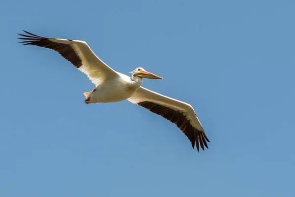 stock image Pelican in the air 