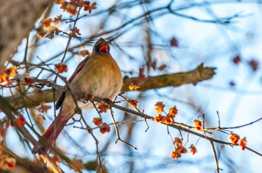 Kışın Kuzey Kardinal kırmızı kuş