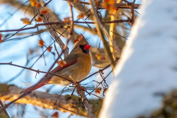 Pássaro vermelho cardeal do norte no inverno — Fotografia de Stock