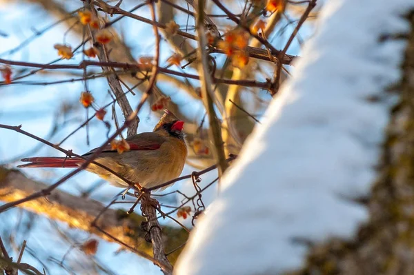 Oiseau rouge cardinal du Nord en hiver — Photo