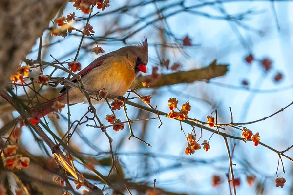 Northern cardinal red bird in winter — Stock Photo, Image