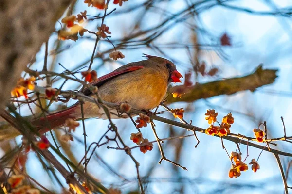 Oiseau rouge cardinal du Nord en hiver — Photo