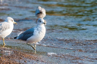 Martı yakın portre kadar 