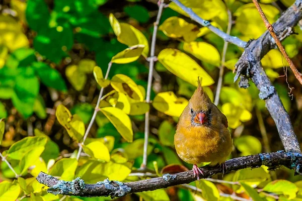 Oiseau rouge cardinal nordique — Photo