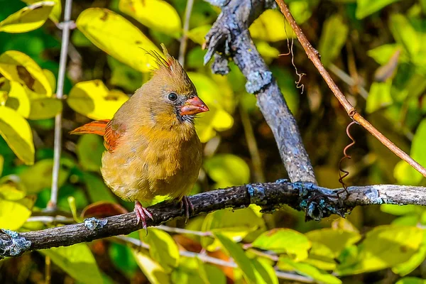 Oiseau rouge cardinal nordique — Photo