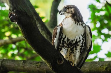 Kırmızı kuyruklu şahin