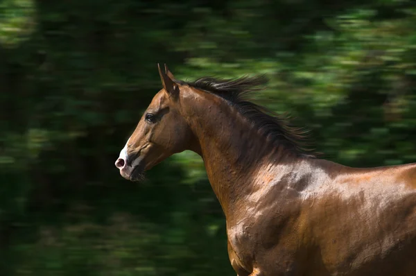 Портрет коричневого ахалтекинского коня — стоковое фото