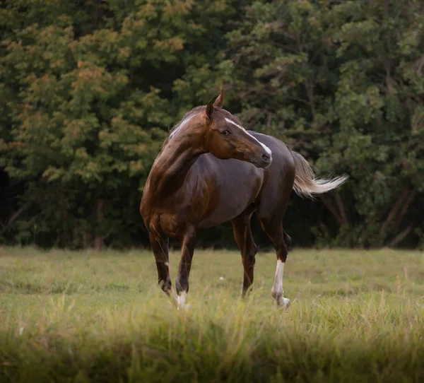 Красный ахалтекинский конь остаётся — стоковое фото