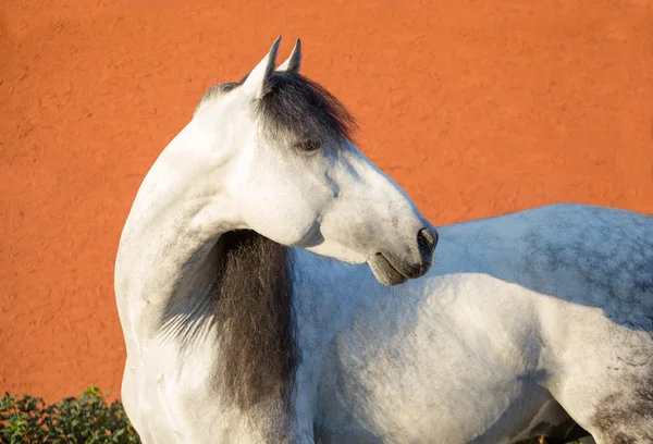 Portré fehér ló a világos piros háttere a fekete sörény — Stock Fotó