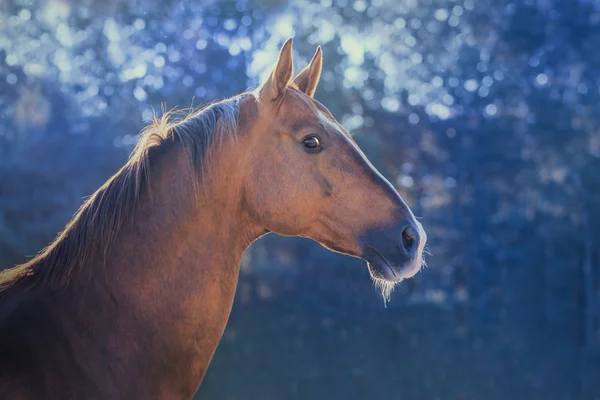 Dark golden horse portrait on nature background — Stock Photo, Image