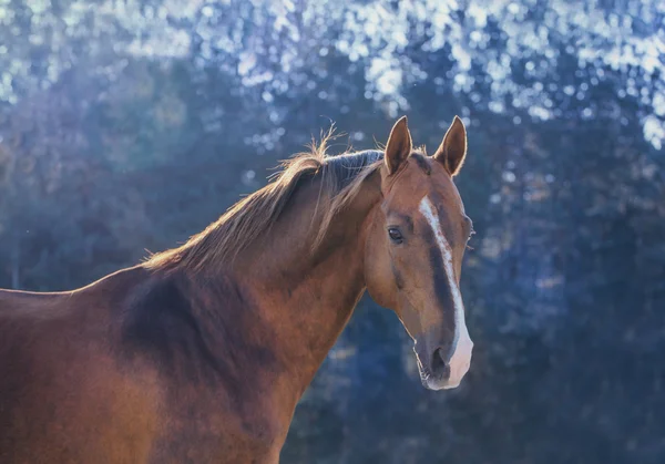 Dark gold horse portrait on nature background — Stock Photo, Image