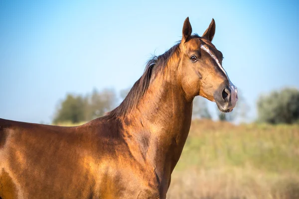 Retrato de cavalo dourado escuro no fundo da natureza — Fotografia de Stock