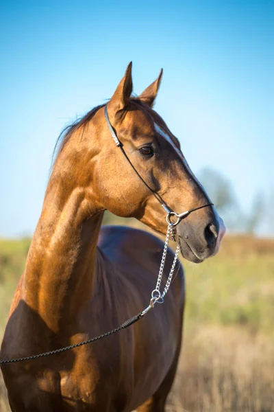 Тёмно-золотой портрет лошади на фоне природы — стоковое фото
