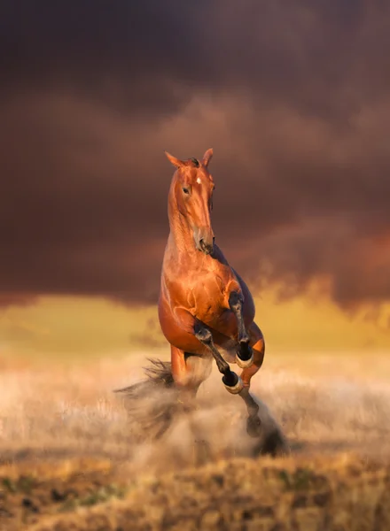 Красная лошадь прыгает вперед на фоне заката — стоковое фото