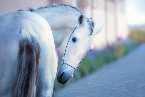 Cavalo branco ficar na passarela — Fotografia de Stock