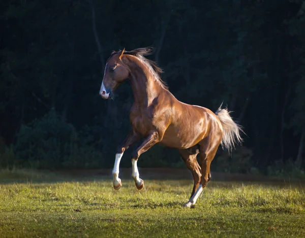 Red Akhal-Teke horse galloping on the trees background at the su — Stock Photo, Image