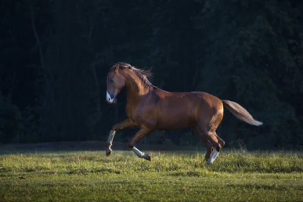 Cheval Akhal-Teke rouge galopant sur le fond des arbres au su — Photo