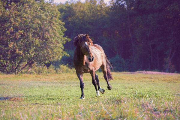 Brown horse galloping on the trees background at the summer