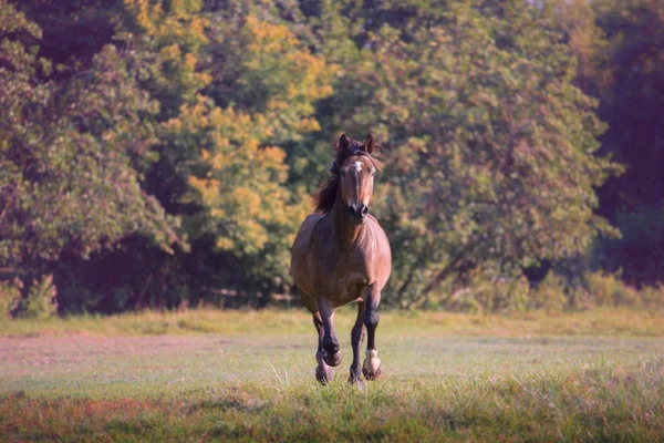 Braunes Pferd galoppiert im Sommer auf den Bäumen — Stockfoto