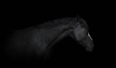 Portrait of the black horse on the black background clipart
