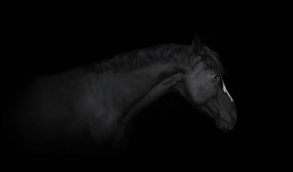 Portrait du cheval noir sur fond noir — Photo