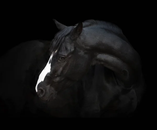 Porträt des schwarzen Pferdes auf schwarzem Hintergrund — Stockfoto