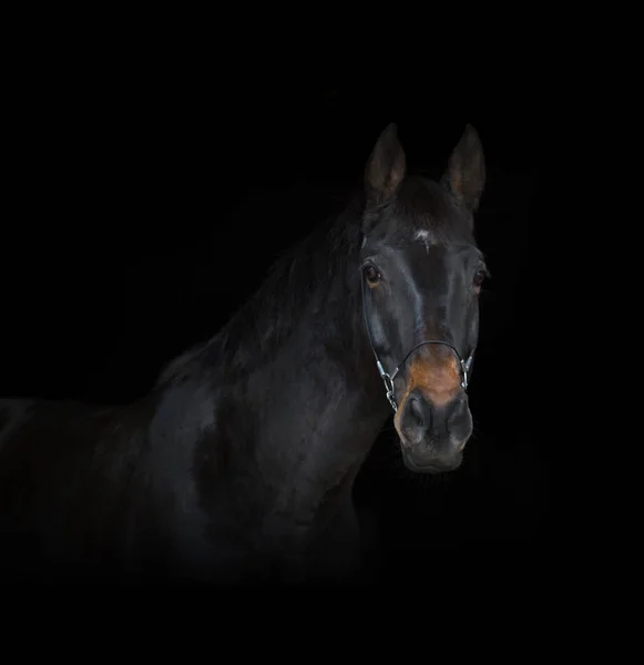 Retrato de cavalo braun isolado sobre fundo preto — Fotografia de Stock