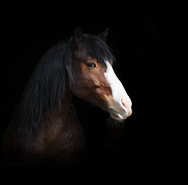 Portrait de cheval de baie aux yeux bleus isolé sur fond noir — Photo