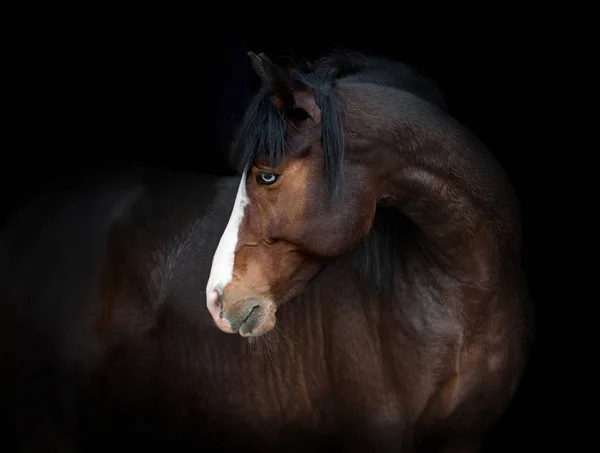 Portrait of bay horse with blue eye isolated on black background — Stock Photo, Image