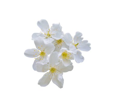 Beyaz çiçeği beyaz arka plan üzerinde izole