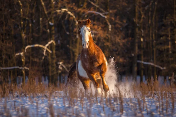 Cavalo vermelho piebald corre na neve no pôr do sol — Fotografia de Stock