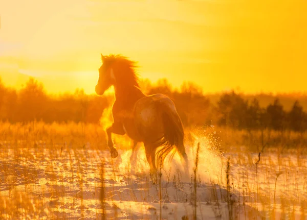 Cheval rouge piétiné court sur la neige au coucher du soleil — Photo