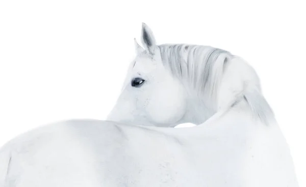 Porträtt av vit häst isolerad på vit bakgrund — Stockfoto