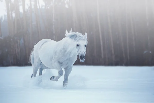 Cavalo branco corre na neve no fundo da floresta — Fotografia de Stock