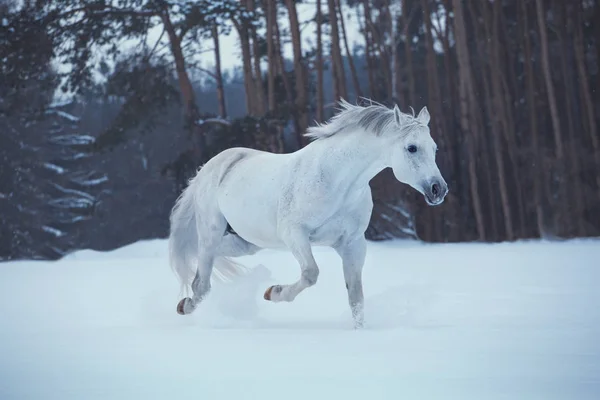 Cavalo branco corre na neve no fundo da floresta — Fotografia de Stock