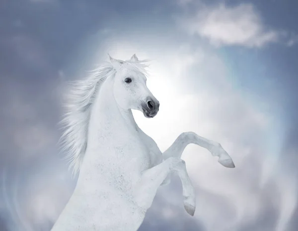 Porträt des weißen Pferdes — Stockfoto