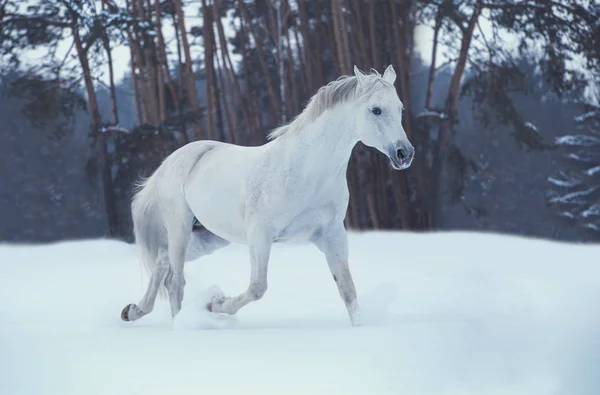 Cavalo branco corre na neve no fundo da floresta — Fotografia de Stock