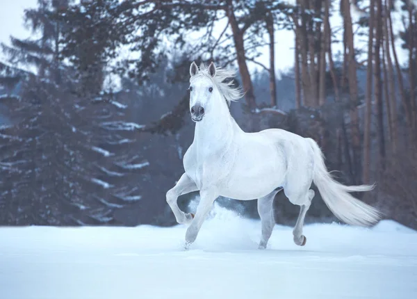 Cavalo branco corre na neve no fundo da floresta — Fotografia de Stock