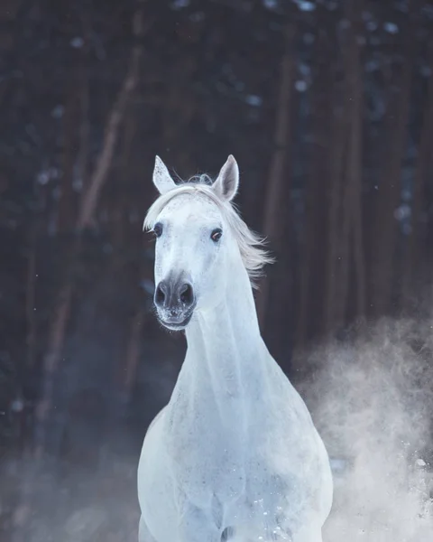 Portrait of white horse  on snow on forest background — Stock Photo, Image