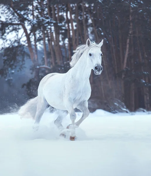 Άσπρο άλογο τρέχει στο χιόνι στο δάσος φόντο — Φωτογραφία Αρχείου