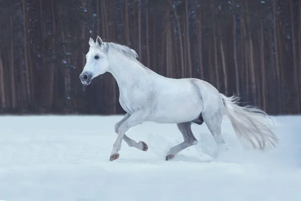 Cheval blanc court sur la neige sur fond de forêt — Photo