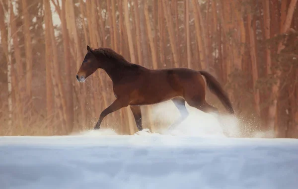 Bay horse galloping on snow on forest background — Stock Photo, Image