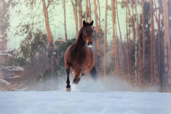 Bay cavalo corre na neve no fundo da floresta — Fotografia de Stock