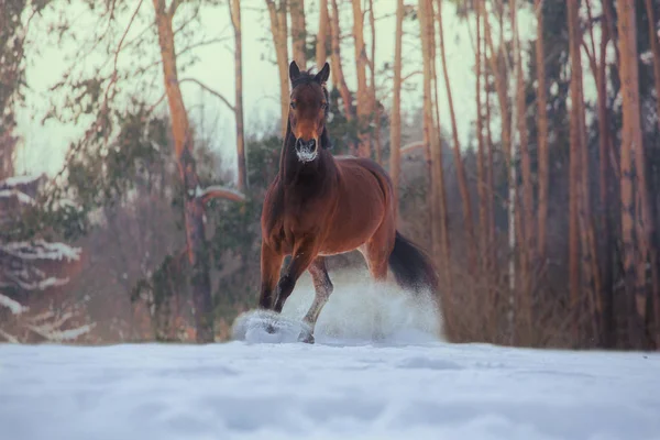 Bay horse galloping on snow on forest background — Stock Photo, Image