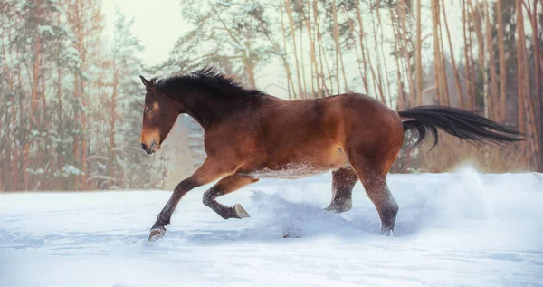 Bay horse runs on snow on forest background — Stock Photo, Image