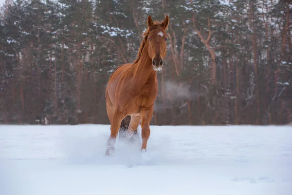 Bílý kůň běží na sněhu na pozadí lesa — Stock fotografie