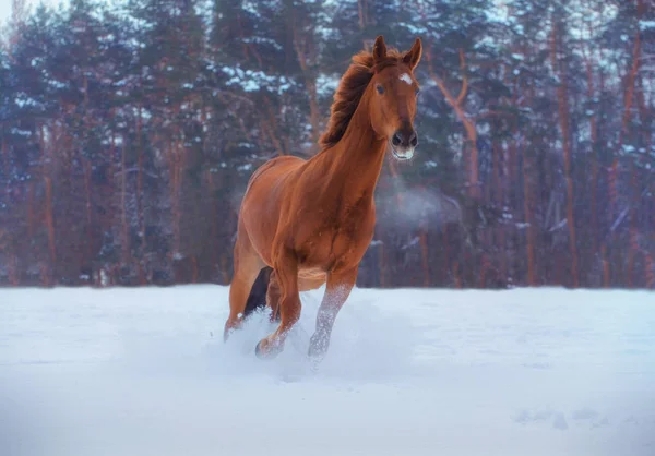 White horse runs on snow on forest background — Stock Photo, Image