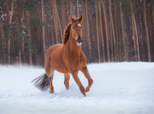 Red  horse runs on snow on forest background — Stock Photo, Image